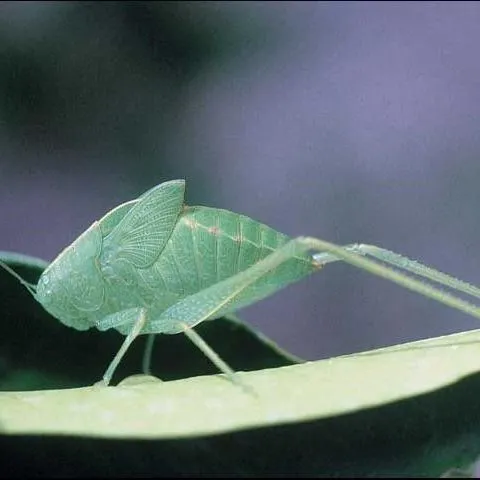 thumbnail for publication: Citrus Pest Quick Guide: Broadwinged Katydid (Microcentrum rhombifolium)